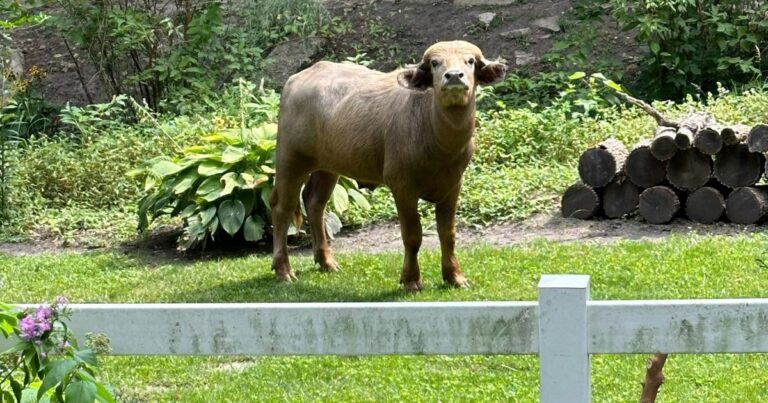 An ‘aggressive’ water buffalo is on the loose and prowling the streets of Iowa