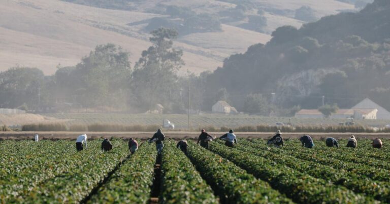 California lawmakers call for heat protections for farmworkers