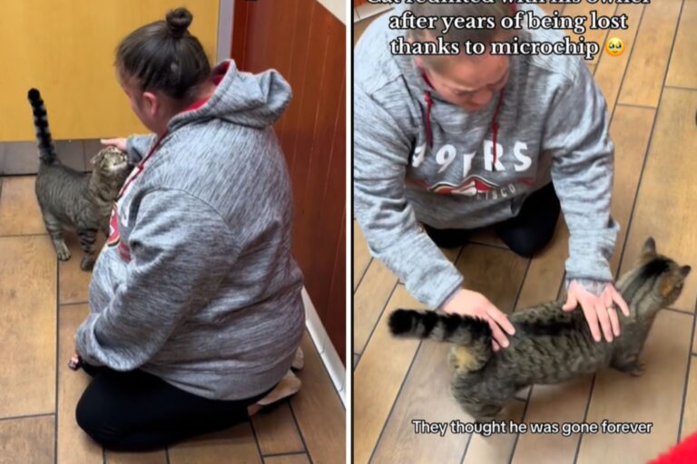 Cat and owner reunite