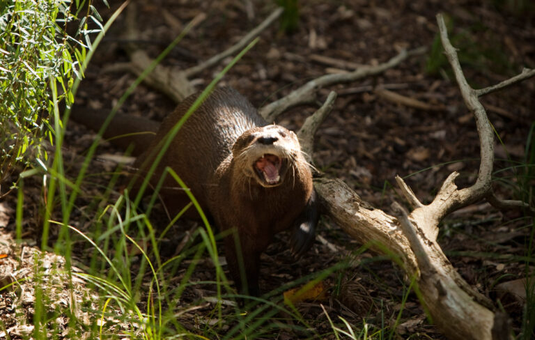 River otter