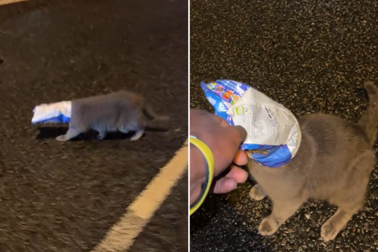 Cat with chips packet