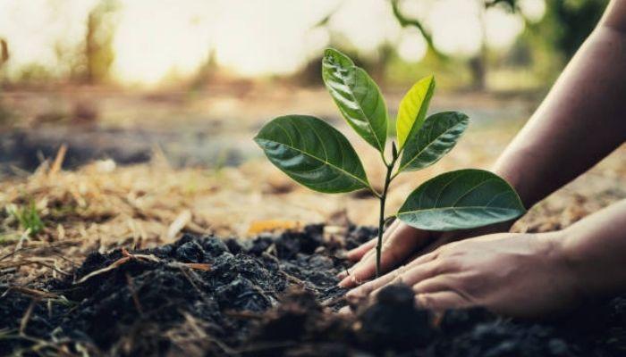 Desertification: Zulum flags off 1.2m trees planting in Borno