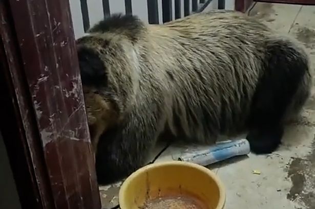 Man wakes up in night to use the toilet – and finds a bear asleep on his landing