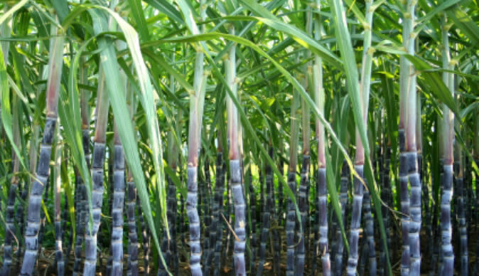 Sugarcane-plantation