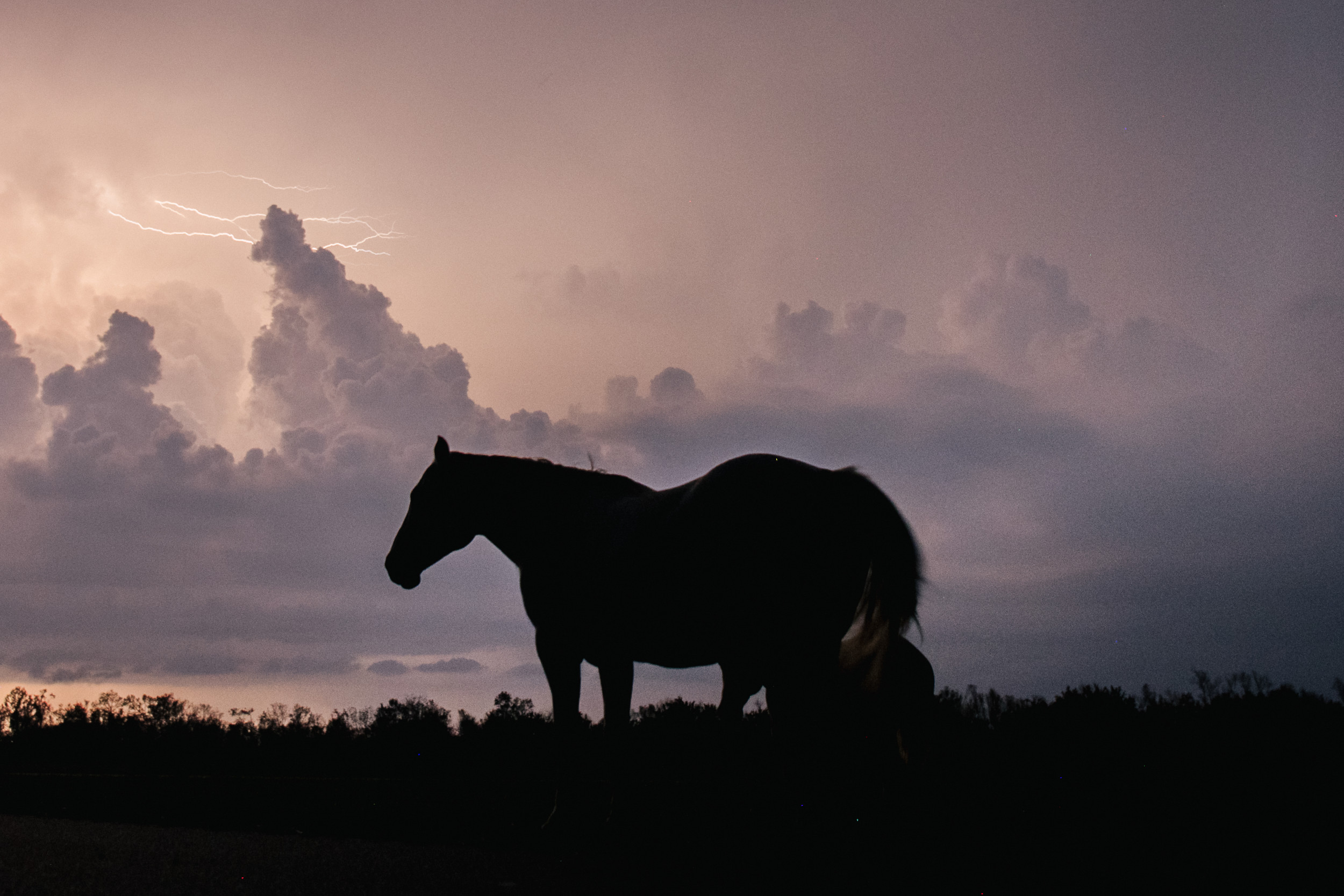 horse during hurricane