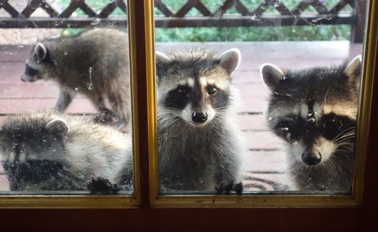 raccoons sneak into woman