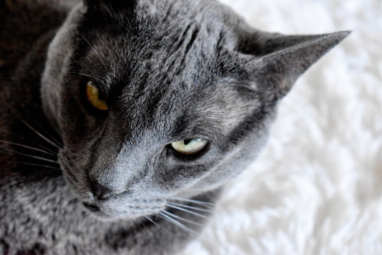 angry Russian blue cat