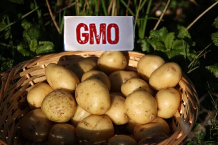 GMO Potatoes