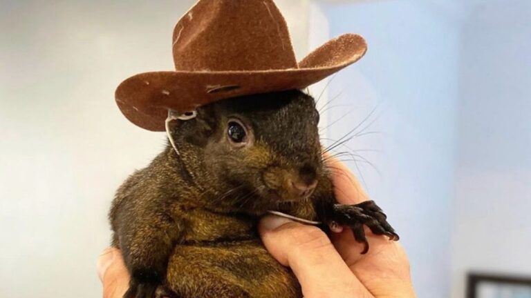 Conservative Social Media Rallies Around Peanut the Euthanized Squirrel