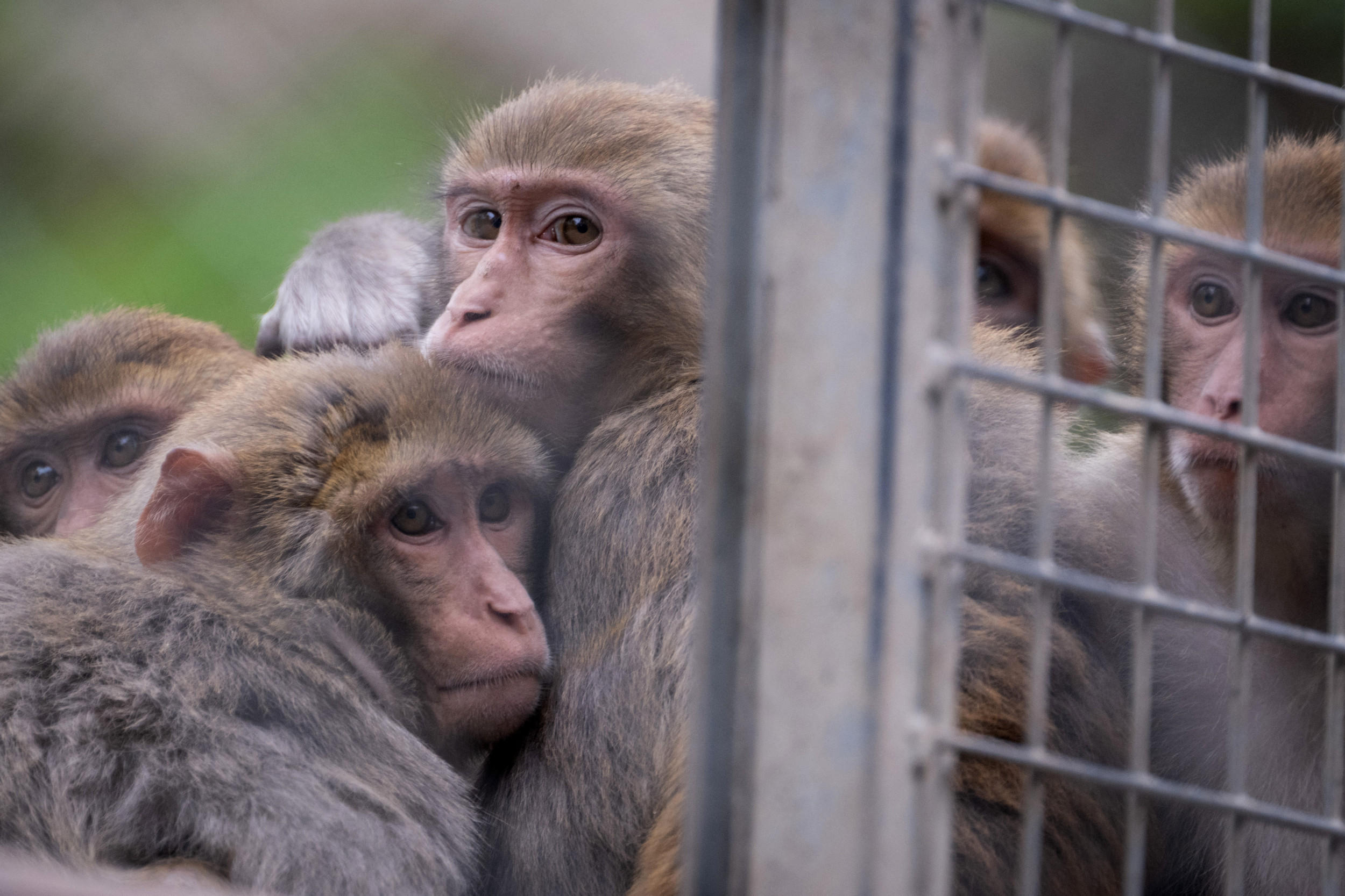 Rhesus Macaques