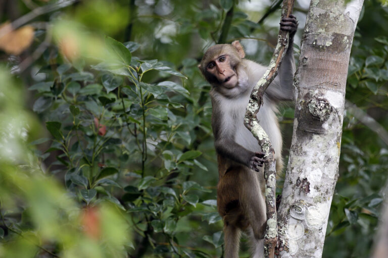 Rhesus Macaques Monkey