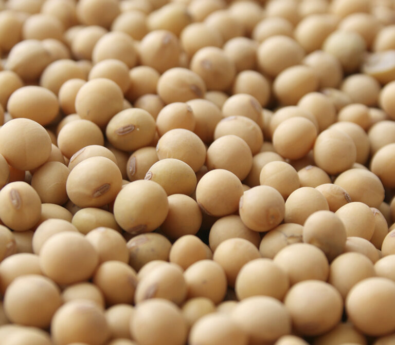 soybean